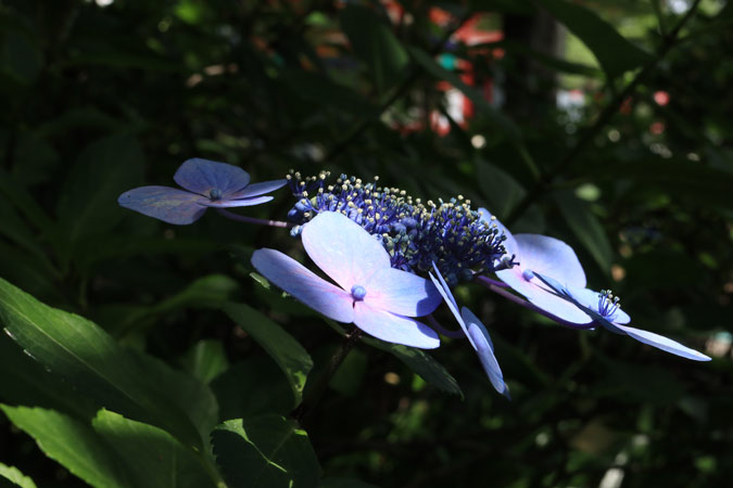 相模原北公園3　田原